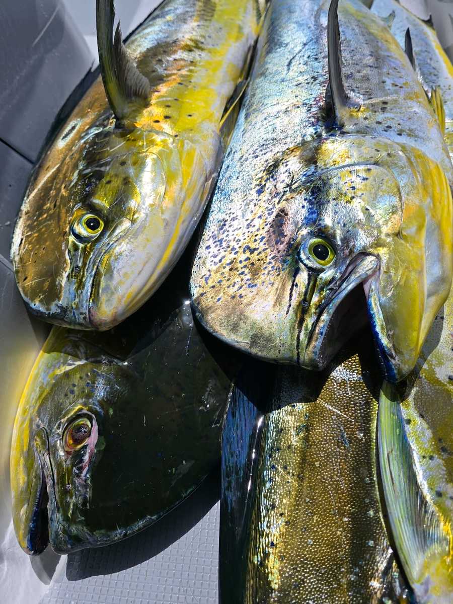 Flying kiss cruise LTD fishing charter 