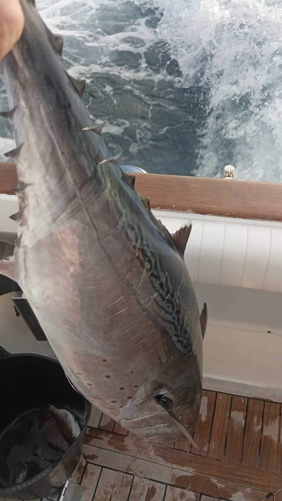 Pesca en barco en Marbella 