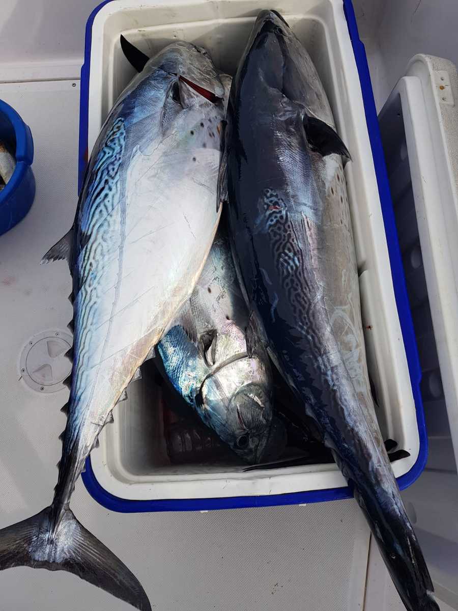 Hooked Malta - Ultimate Tuna Fishing 
