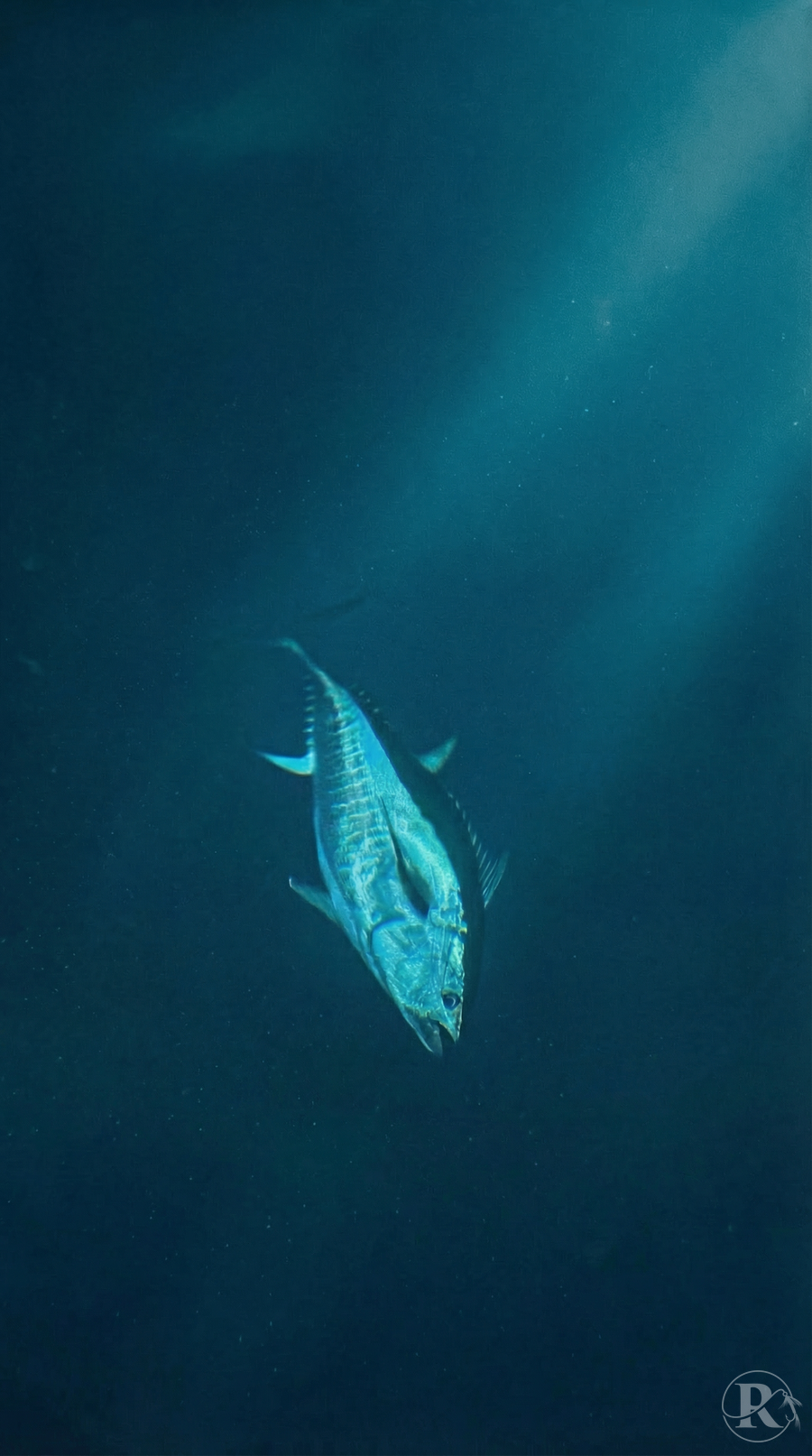 Mister Fish Charters