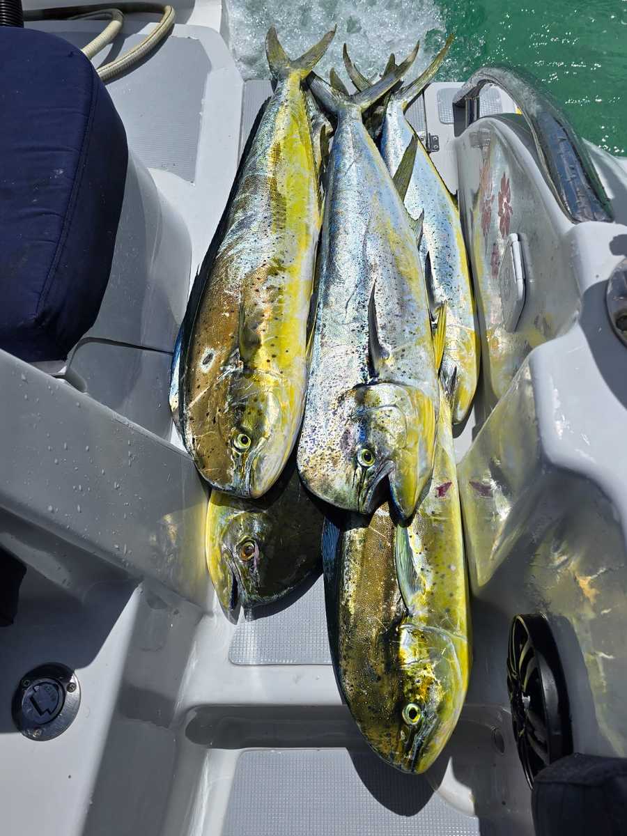 Flying kiss cruise LTD fishing charter 