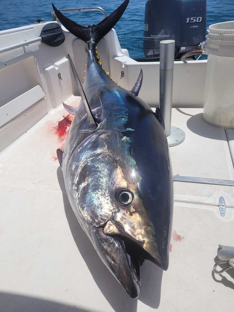 Blue Horizon Tuna Fishing Gibraltar