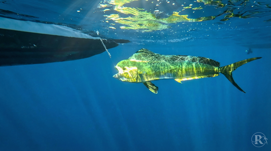 Big Game Fishing