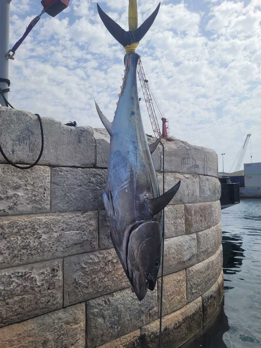Blue Horizon Tuna Fishing Gibraltar