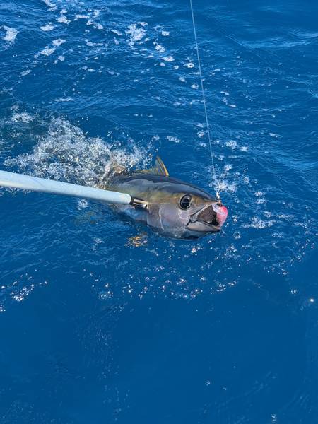 Bonito, Snapper (Red Emperor) · Victoria