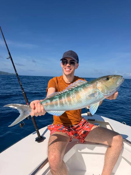 Jobfish (Green) · Victoria